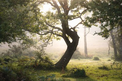 Rainroot, 2023 (foto) od Lee Cooper