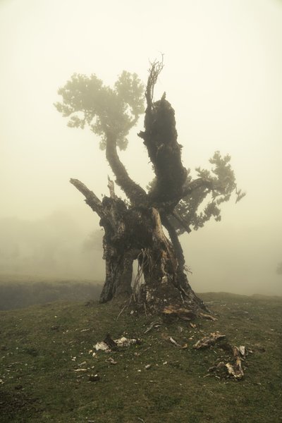 Rootrise, 2023 (foto) od Lee Cooper
