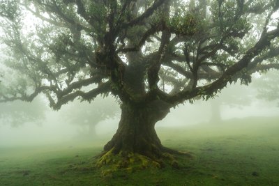 Příběhy lesa, 2025 (foto) od Lee Cooper