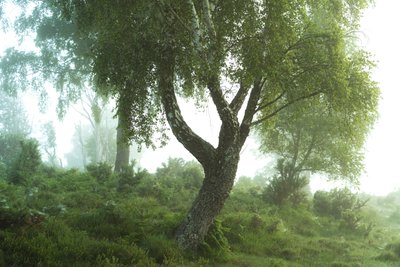 Příběhy lesa III, 2024 (foto) od Lee Cooper