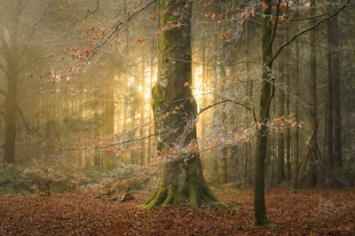 The Hollowing, 2023 (foto) od Lee Cooper