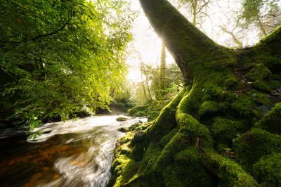 Twilight Grove, 2024 (foto) od Lee Cooper