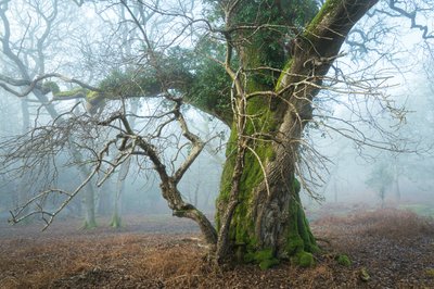 Wild Silence, 2025 (foto) od Lee Cooper