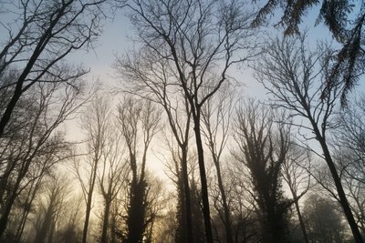 Woodland Reverie, 2023 (foto) od Lee Cooper