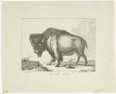 Bizon od Leendert Brasser