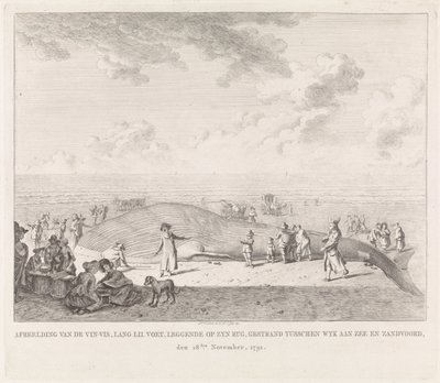 Plejtvák vyplavený na pláži v Zandvoortu Obrázek Vin-Vis (...) uvízl mezi Wyk aan Zee a Zandvoordem, 18. listopadu 1791 (název na objektu) od Leendert Overbeek