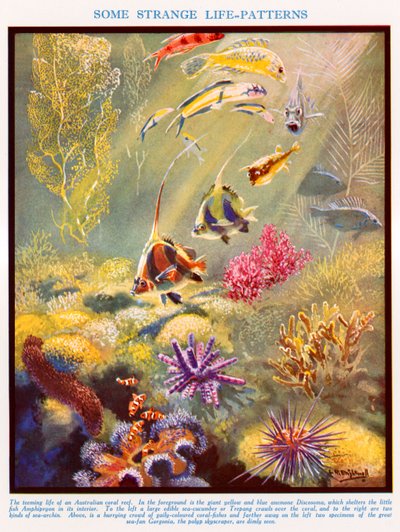 Australský korálový útes (barevná litografie) od Leonard Robert Brightwell