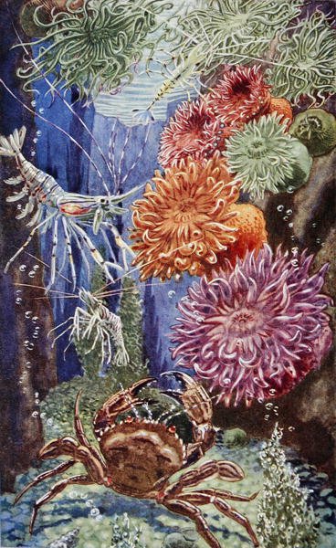 Ilustrace z „Sea-Shore Life in Britain“ vytištěné v roce 1947 (barevně lito) od Leonard Robert Brightwell