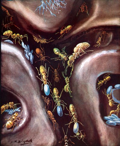 Život ve společenství hmyzu (barevná litografie) od Leonard Robert Brightwell