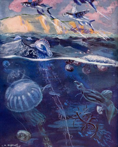 Život na otevřeném moři (barevná litografie) od Leonard Robert Brightwell