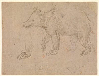 Medvěd na procházce od Leonardo da Vinci