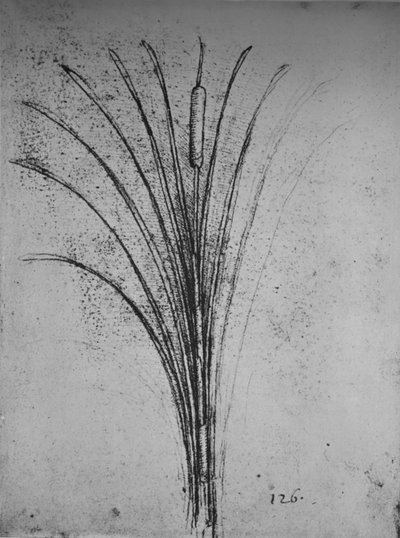A Bulrush, c1480 1945 od Leonardo da Vinci