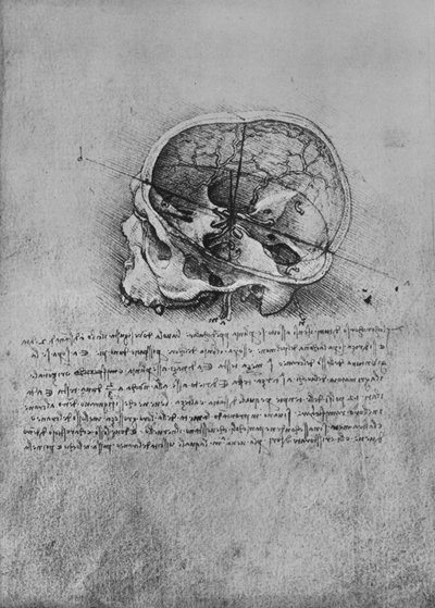 Anatomická kresba lebky vlevo, c1480 1945 od Leonardo da Vinci
