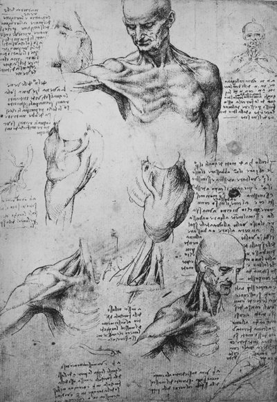 Anatomické kresby mužského krku a ramen, c1480 1945 od Leonardo da Vinci