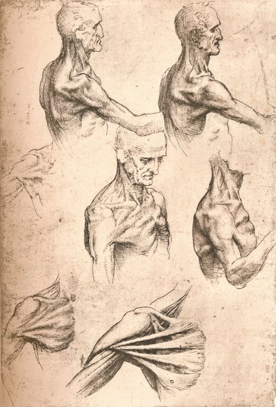 Anatomická kresba, c1472-c1519 1883 od Leonardo da Vinci