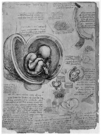 Anatomický náčrt lidského plodu v děloze, c1510 1954 od Leonardo da Vinci