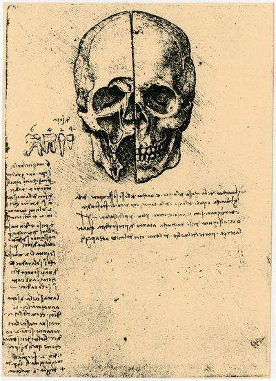 Anatomický náčrt lidské lebky, c1472-1519 od Leonardo da Vinci