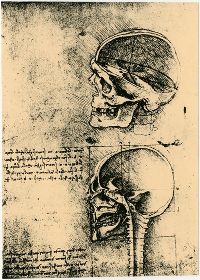 Anatomická skica, dvě studie lidské lebky, c1489 od Leonardo da Vinci