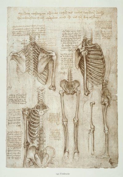 Anatomiestudien od Leonardo da Vinci