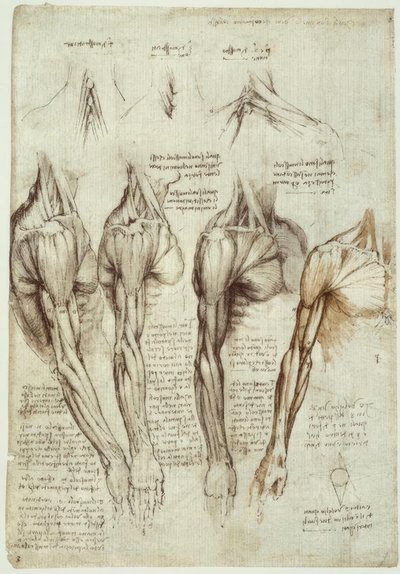 Anatomiestudien od Leonardo da Vinci