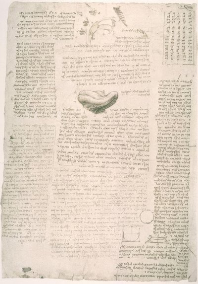 Anatomiestudien od Leonardo da Vinci