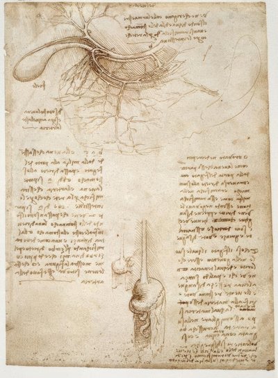 Anatomiestudien od Leonardo da Vinci