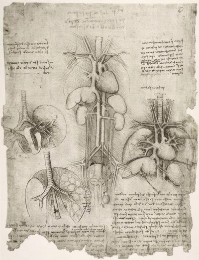 Anatomiestudien od Leonardo da Vinci