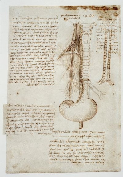 Anatomiestudien od Leonardo da Vinci