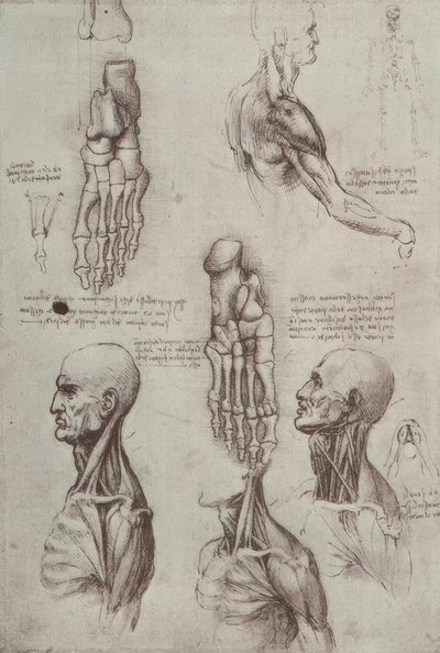 Anatomiestudien od Leonardo da Vinci