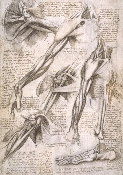 Anatomiestudien od Leonardo da Vinci