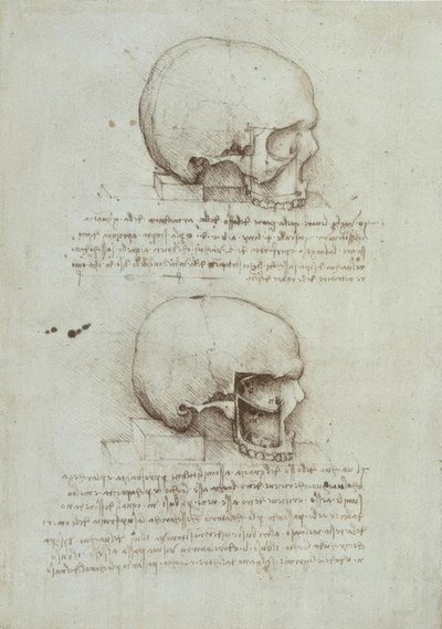 Anatomiestudien od Leonardo da Vinci