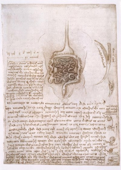 Anatomiestudien od Leonardo da Vinci