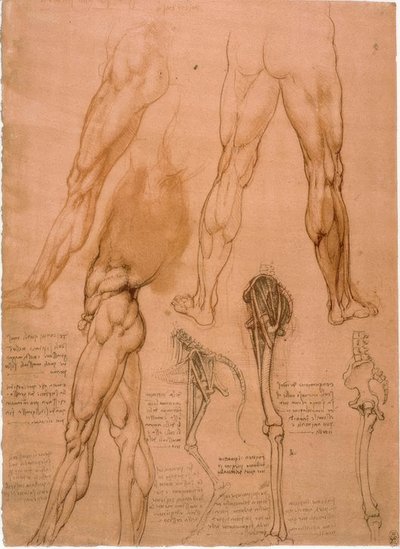 Anatomická studie: Beinmuskulatur od Leonardo da Vinci