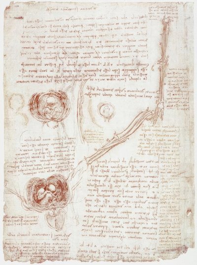 Anatomické studie: Pohyb loketního kloubu / plodu v děloze od Leonardo da Vinci