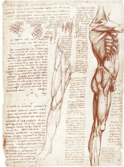 Anatomické studie: Svaly trupu a nohou od Leonardo da Vinci