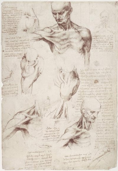 Anatomické studie: povrchové svaly krku a ramen od Leonardo da Vinci