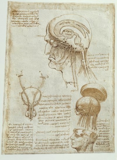 Anatomické studie: mozek, komory a hlavové nervy / muž od Leonardo da Vinci