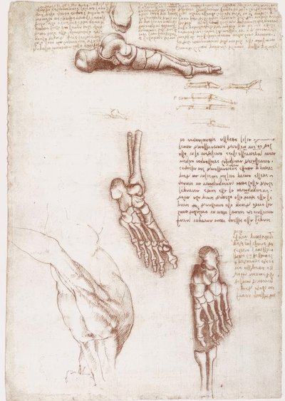 Anatomické studie: povrchová anatomie ramene / kostí chodidla od Leonardo da Vinci