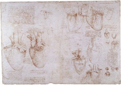 Anatomické studie: Povrchové žíly... od Leonardo da Vinci