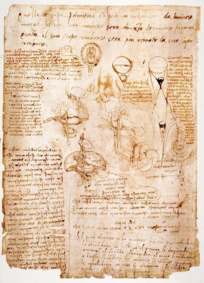 Anatomické studie: orgány břicha ... od Leonardo da Vinci