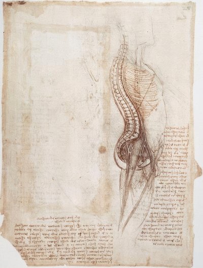 Anatomické studie: Páteř... od Leonardo da Vinci