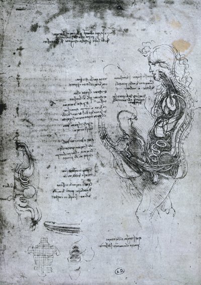 Coition of Hemisected Man and Woman, faksimile copy od Leonardo da Vinci