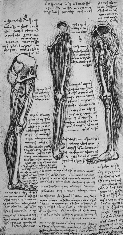 Kresby levé nohy zobrazující kosti a šlachy, c1480 1945 od Leonardo da Vinci