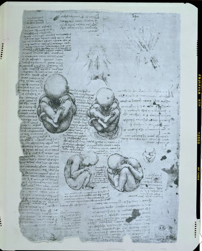 Pět pohledů na plod v děloze, faksimile kopie od Leonardo da Vinci