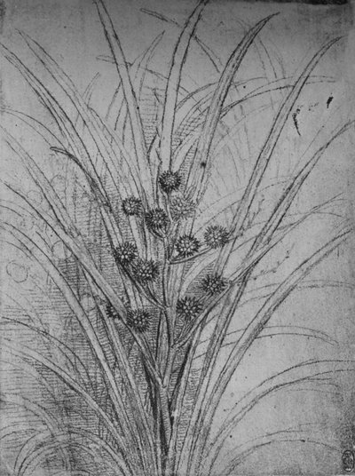 Flowering Rushes, c1480 1945 od Leonardo da Vinci