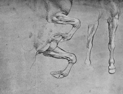 Čtyři studie koňských nohou, c1480 1945 od Leonardo da Vinci