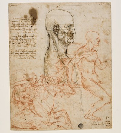 Lidské poprsí z profilu se studiem proporcí, c. 1490-1499. od Leonardo da Vinci