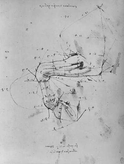 Měřená kresba blízké přední nohy koně, c1480 1945 od Leonardo da Vinci