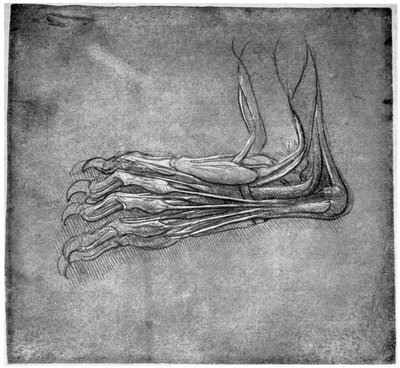 Svaly a šlachy na noze, možná zajíce, konec 15. nebo začátek 16. století 1954. od Leonardo da Vinci