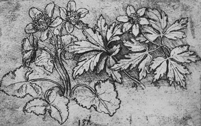 Sketch of a Plant, c1480 1945 od Leonardo da Vinci